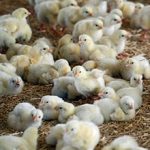 مریشکی گۆشت predhan