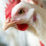 گۆشتی گۆشتی تێرمیناڵ 1