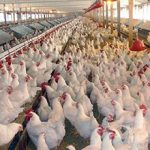 گۆشتی گۆشتی تێرمیناڵی ٢