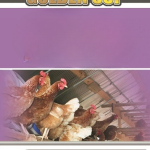 تەواوکەری تایبەتی ڤیتامین و کانزاکان بۆ مریشکی هێلکەدان - ماوەی زاوزێ و بەرهەمهێنان