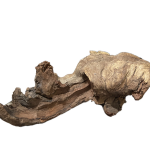 لۆگی ئەکواریۆم