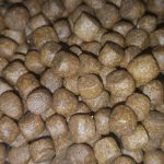 خواردنی ماسی سەلەمون