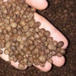 خواردنی ماسی کاڕپ